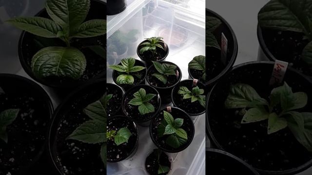 Профилактическая обработка от паутинного клеща. Как выглядят Гортензии после обработки фитовермом. смотреть онлайн