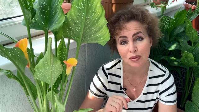 КАЛЛЫ дома. Легенда о происхождении КАЛЛЫ. Посадка и уход. смотреть онлайн