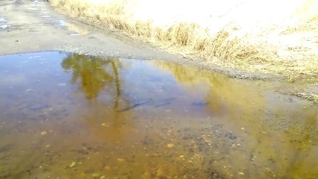 Рыба на дороге и в огородах Рубцовска смотреть онлайн