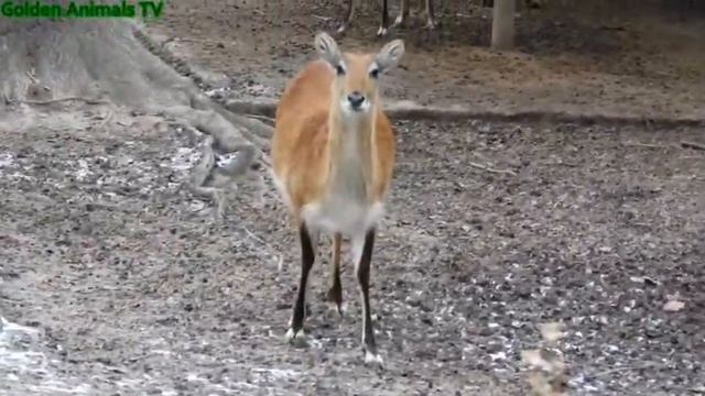Пятнистые Олени Животные Видео 4 К/Dappled deer Animals Video 4 K UHD смотреть онлайн