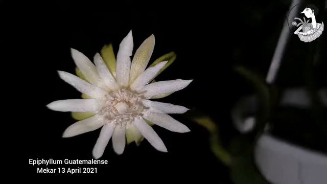 #mekarnya #wijayakusuma #epiphyllum #guatemanlense смотреть онлайн