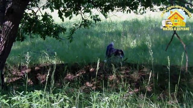 Сбор Грибов // Белые грибы // Боровики // Май 2018 // Жизнь в деревне смотреть онлайн