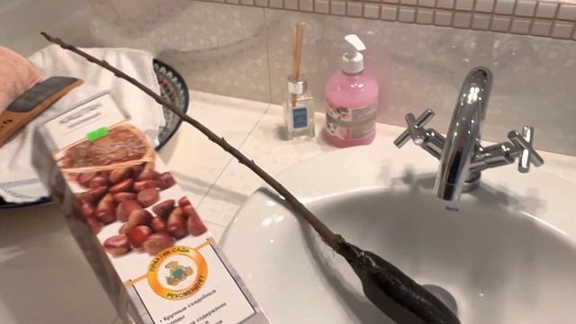 Где купить? КАШТАН СЪЕДОБНЫЙ. ЭКЗОТИКА в МОЁМ САДУ. #любимыйсадутатьяны #каштан смотреть онлайн