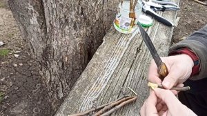 Подбор и подготовка черенков яблони и вишни для прививания