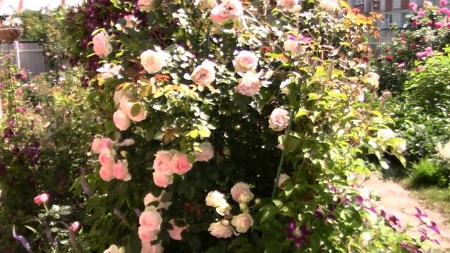 Первая волна цветения розы Pierre de Ronsard. 28.06.18 смотреть онлайн