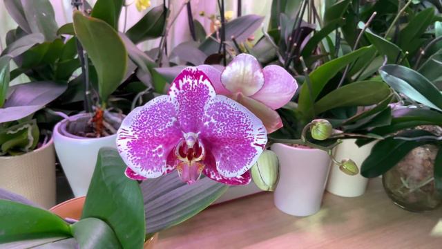 Орхидеи цветут! Подоконник в зале. Часть 1 смотреть онлайн