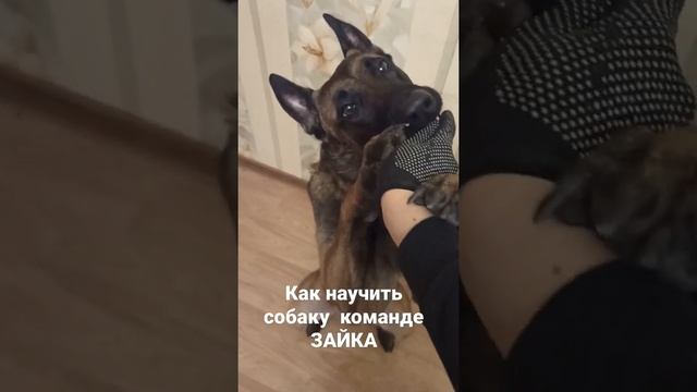как научить собаку команде Зайка обучение смотреть онлайн