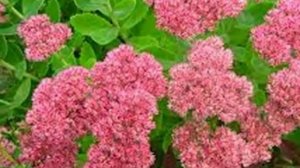 #Очиток видный #седум ?  простой способ размножения