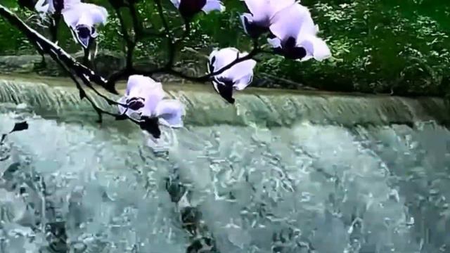 Звуки природы, пение птиц, Звуки леса, шум воды, для релаксации и сна смотреть онлайн