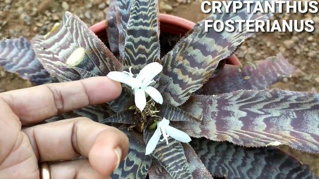 Cryptanthus Fosterianus ❤️ Flowers