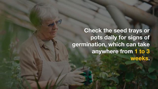 Sowing Beauty: How to Start Calibrachoa from Seeds смотреть онлайн