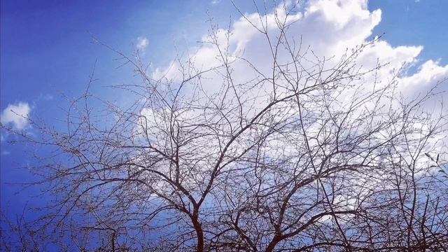Весеннее пение синицы смотреть онлайн