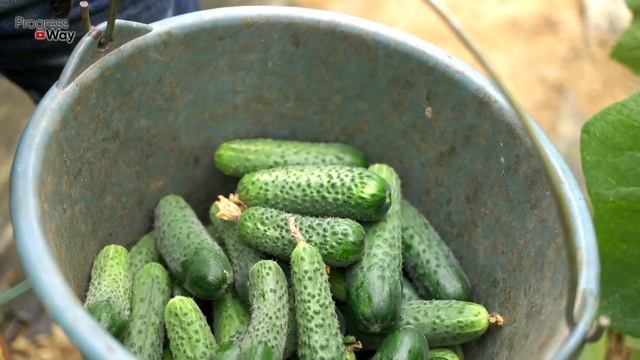 ПОЛЕЙТЕ ЭТИМ ВСХОДЫ ОГУРЦОВ РОСТ УСИЛИТСЯ В 10 РАЗ РАННИЙ УРОЖАЙ смотреть онлайн