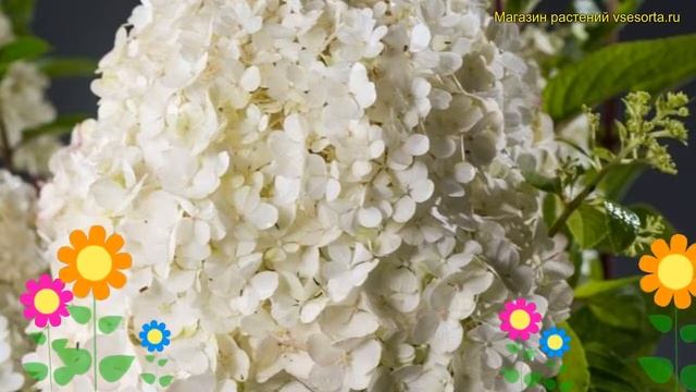 Гортензия метельчатая Бобо Нобл. Краткий обзор, описание hydrangea paniculata Bobo Noble смотреть онлайн