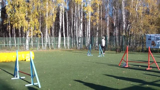 Демидова Татьяна и лабрадор Греся на соревнованиях по аджилити 18.10.14 смотреть онлайн