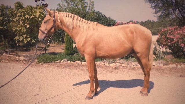 На продажу Красивые лошади всех мастей, выездка согласно возраста