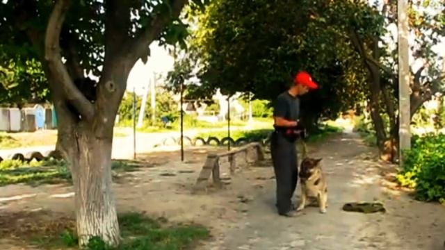 Общий курс дрессировки с немецкой овчаркой Рей. Старое видео, поэтому качество не очень. смотреть онлайн