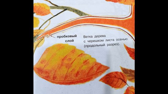 Почему осенью листопад смотреть онлайн