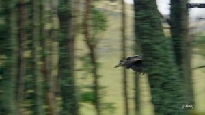 География - 7 класс - Природные зоны Евразии