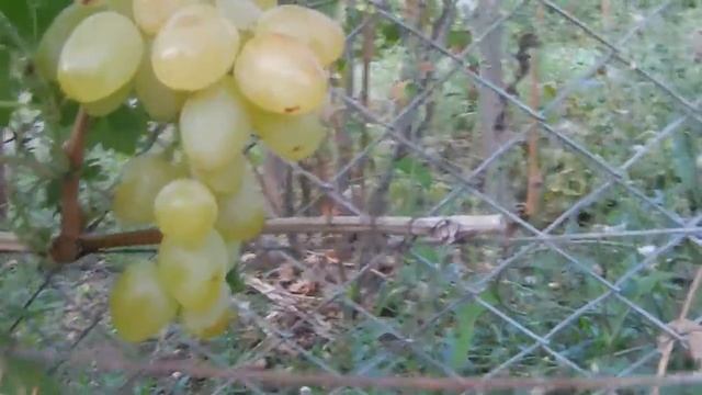 Виноград на 2 сентября 2017 года смотреть онлайн