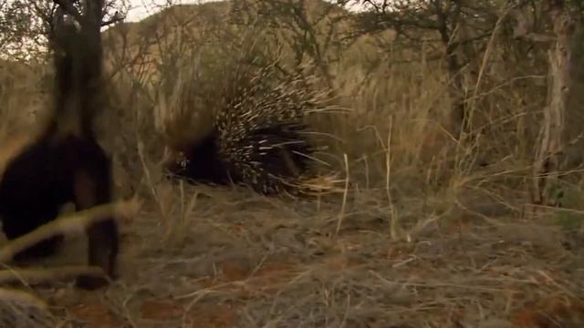 Porcupine Vs Honey Badger : Can Quills Save The Porcupine ? смотреть онлайн