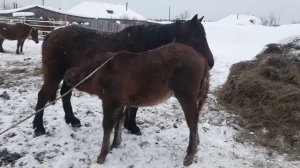 Лошади в Сибири 2023 год