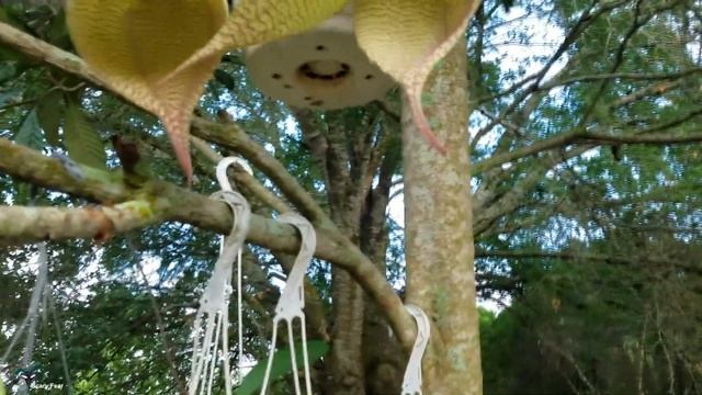 Stapelia Gigantea The Starfish Flower смотреть онлайн