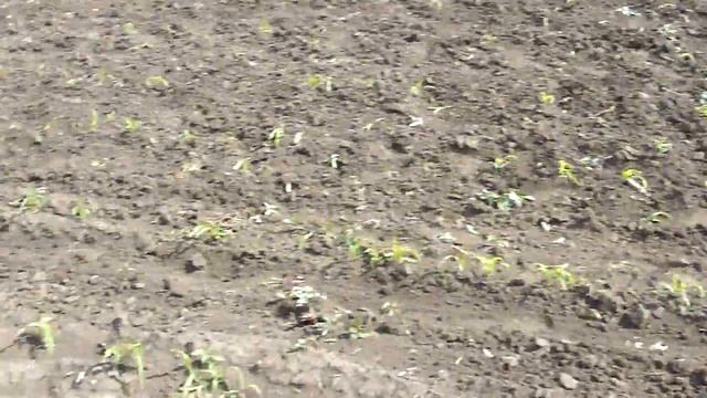 ЗУБР Q79E! Земля после ВЕСЕННЕЙ обработке! смотреть онлайн