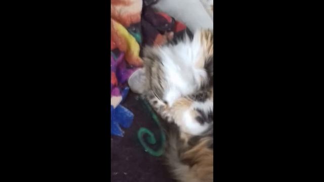 Любимые позы кошки во время сна. Приколы. Маленький лев смотреть онлайн