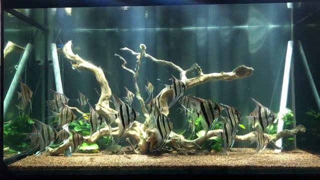 Аквариум с Альтумами от Hùng Nguyễn смотреть онлайн