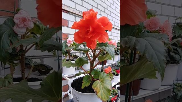Бегония Америгибрид Ruffled Coral Salmon смотреть онлайн