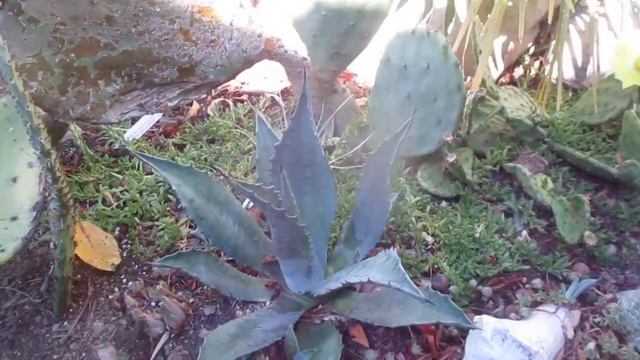 Growing Agave americana in a Northern climate смотреть онлайн