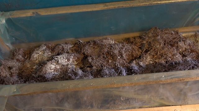 ВЫРАЩИВАНИЕ ШАМПИНЬОНОВ В ДОМАШНИХ УСЛОВИЯХ (ЧАСТЬ 1 ГОТОВИМ ПРАВИЛЬНЫЙ КОМПОСТ) смотреть онлайн