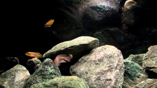 astatotilapia burtoni with holding females and lamprologus occelatus gold смотреть онлайн