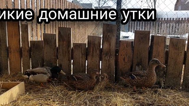 Брама, кохинхин, индоутка. Кто пережил зиму, тот и гуляет. Новенькие есть? смотреть онлайн