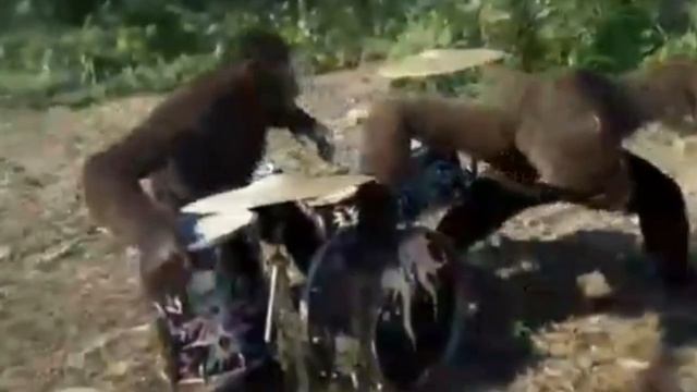 ОБЕЗЬЯНЫ ФЛЕКСЯТ ПОД ВАЛИМ НА ГЕЛИКЕ смотреть онлайн