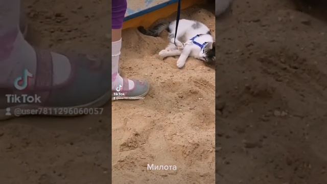 Кот собака выгуливается на поводке, Аноталийская порода. смотреть онлайн
