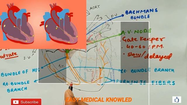 cardiac conduction system | sa node | heart conduction system | bundle of his | heart physiology | смотреть онлайн