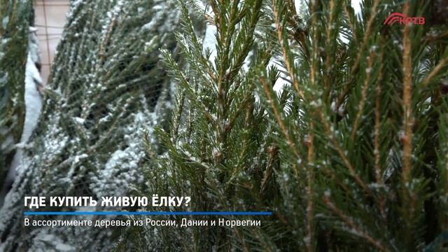 КРТВ. Где купить живую ёлку? смотреть онлайн