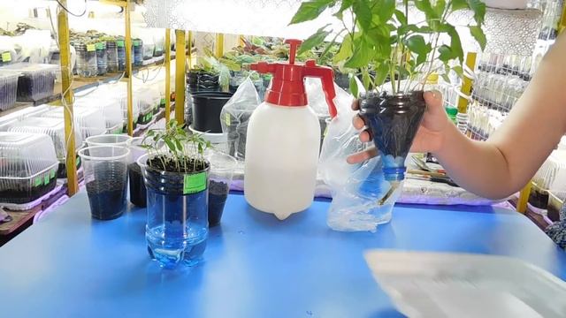 ???УСКОРЕННЫЙ СПОСОБ РАССАДЫ ПЕРЦА ! Как быстро вырастить, секретный приемчик смотреть онлайн