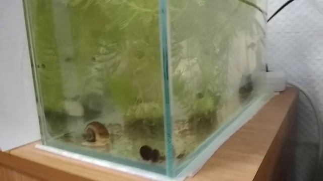 Пельвикахромис Пульхера (попугайчик). смотреть онлайн