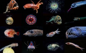 Кто проживает на дне океана? Невероятные морские обитатели, живущие глубже всех.