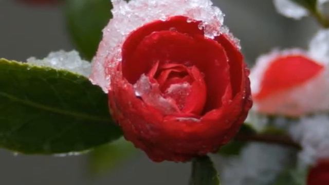 Winter Blooming Camellias смотреть онлайн