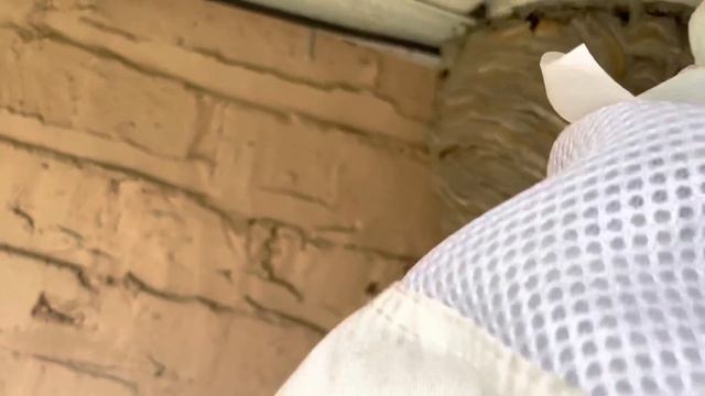 Duct tape vs Hornet nest (trapping them inside) смотреть онлайн