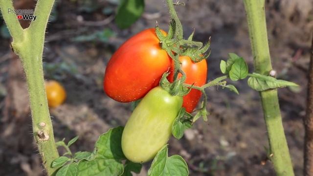 КАК ПРИ ПОМОЩИ АСПИРИНА ВЫРАСТИТЬ ВКУСНЫЕ ТОМАТЫ, ЗДОРОВЫЕ И СОЧНЫЕ ПОМИДОРЫ! смотреть онлайн