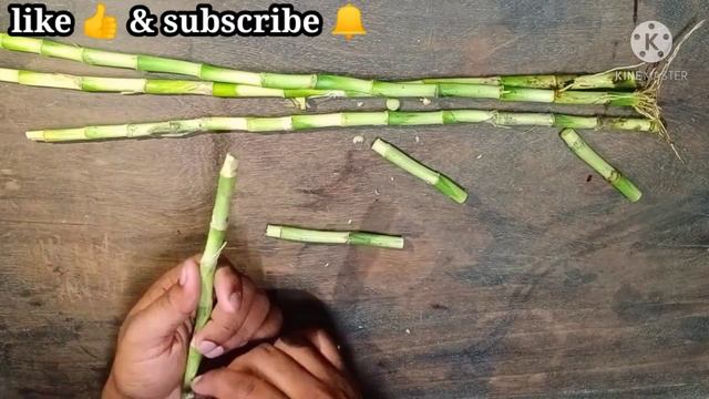 6 Super Easy Lucky Bamboo Designs You Need to Try Now! смотреть онлайн