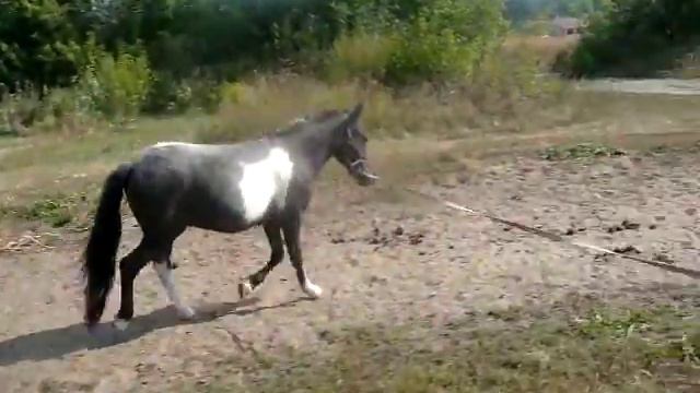 Дудка на корде смотреть онлайн
