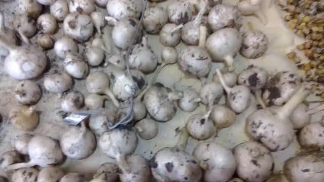 Сравнение лук-чеснок гигант Суворова против мелочи Рокамболя кипрского и испанского смотреть онлайн