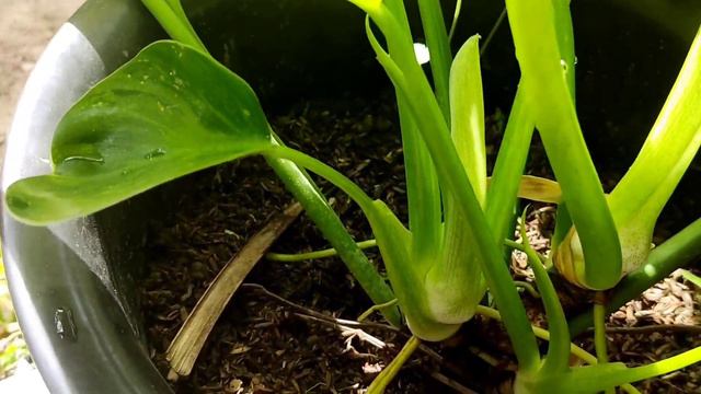 Propagation of Variegated Giganteum Philodendron..🌱🪴 смотреть онлайн