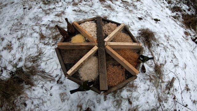 Вкусы синиц и воробьев. Зёрна, хлопья, крупы смотреть онлайн